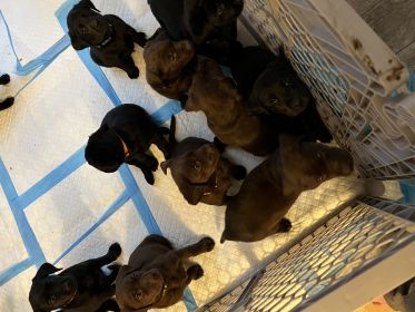 SIX LABRADOR PUPPIES 