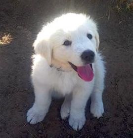 GREAT PYRENEES PUPPIES