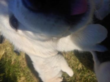 GREAT PYRENEES PUPPIES