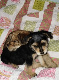 CAIRN TERRIER YORKIE PUPPIES