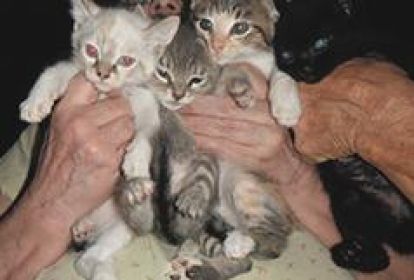 YES, I STILL HAVE FOUR SWEET PLAYFUL ADORABLE KITTENS 