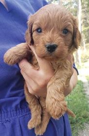 CAVAPOO PUPPIES