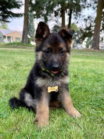 PUPPIES LOOKING FOR NEW HOMES