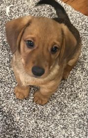 ADORABLE NINE WEEK “DORGI” PUPPIES!
