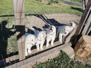 GREAT PYRENEES PUPPIES