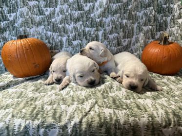 GOLDEN RETRIEVER PUPPIES