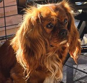KING CHARLES CAVALIER