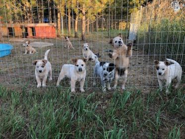 HEELER PUPPIES