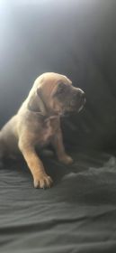AKC CANE CORSO PUPPIES