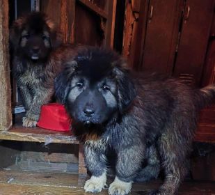 CAUCASIAN SHEPHERD PUPPIES