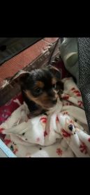 TEACUP YORKIE