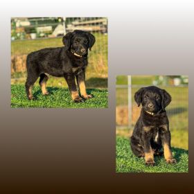SUPER CUTE GIANT SCHNOODLE CROSS PUPPIES