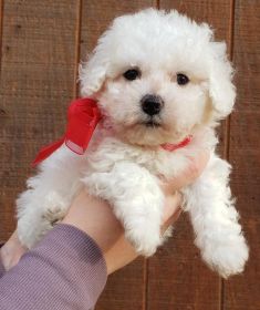 AKC BICHON FIRSE PUPPIES 