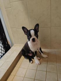 BOSTON TERRIER PUPPIES AKC 10 WEEKS