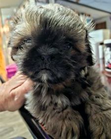 SHIH TZU PEKINGESE MALE PUPPY
