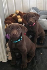 AKC LABRADOR RETRIEVERS