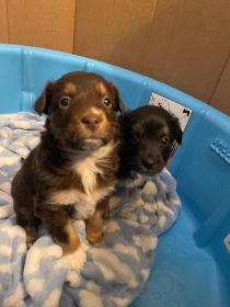 BEAUTIFUL MINIATURE AUSTRALIAN SHEPHERD PUPPIES