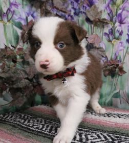 HOME RAISED PUREBRED BORDER COLLIE PUPPIES