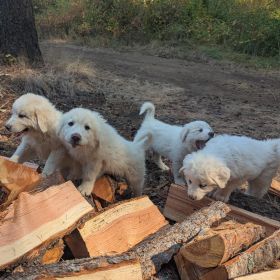 LIVESTOCK GUARDIAN PUPPIES