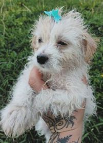 MINI YORKIEPOO PUPPIES