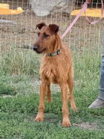 AKC IRISH TERRIER PUPPIES