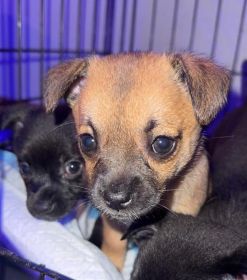 PINNERANIAN PUPPIES 