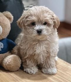 MALTIPOO PUPPIES
