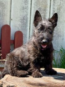 AKC SCOTTISH TERRIER PUPPIES