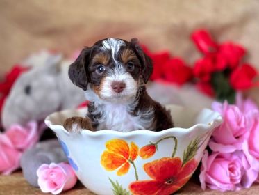 AUSTRALIAN YORKIEPOO PUPPIES