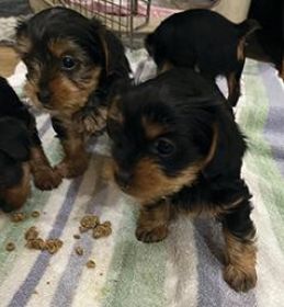 THREE YORKIE PUPPIES