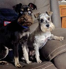 HANDSOME CHOCOLATE & CREAM MINIATURE SCHAUZER MALE