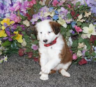 MINIATURE AUSTRALIAN SHEPHERD CROSSED WITH MINIATURE POODLE 