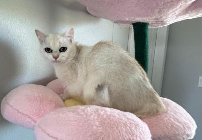 BRITISH MALE & FEMALE CATS & KITTENS