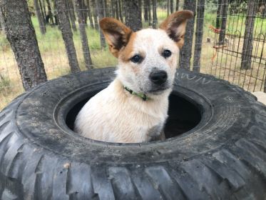 HEELER PUPPIES