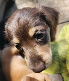AKC MINIATURE DACHSHUND PUPPIES