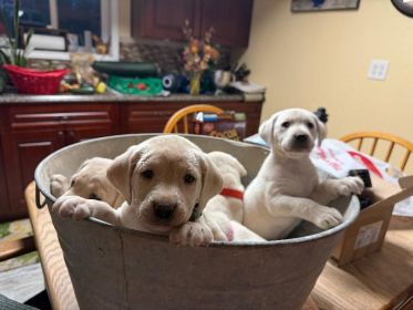 LABRADOR PUPPIES