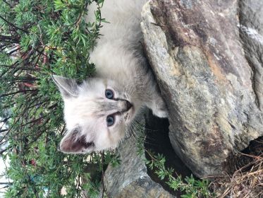 RAGDOLL SIAMESE KITTENS