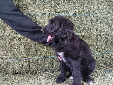 SHEPADOODLE PUPPIES