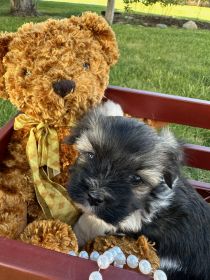 HAVANESE PUREBRED