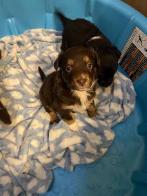 BEAUTIFUL MINIATURE AUSTRALIAN SHEPHERD PUPPIES