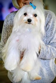 MALTESE END OF SEASON SALE