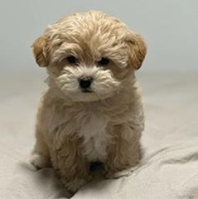 MALTIPOO PUPPIES