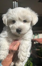 TWO LEFT COTON DE TULEAR