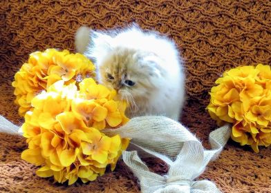 BEAUTIFUL PERSIAN KITTENS