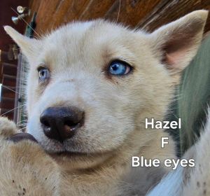PUREBRED HUSKY PUPPIES 9 WEEKS OLD.
