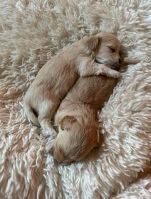 MALTIPOO PUPPIES
