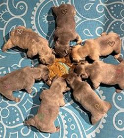 LILAC FRENCH BULLDOG PUPPIES