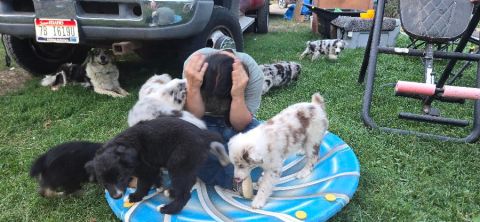 PUREBRED AUSSIE PUPPIES