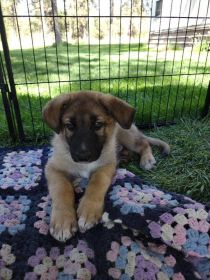 3 GERMAN SHEPHERD PUPPIES 