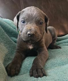 AKC CANE CORSO PUPPIES